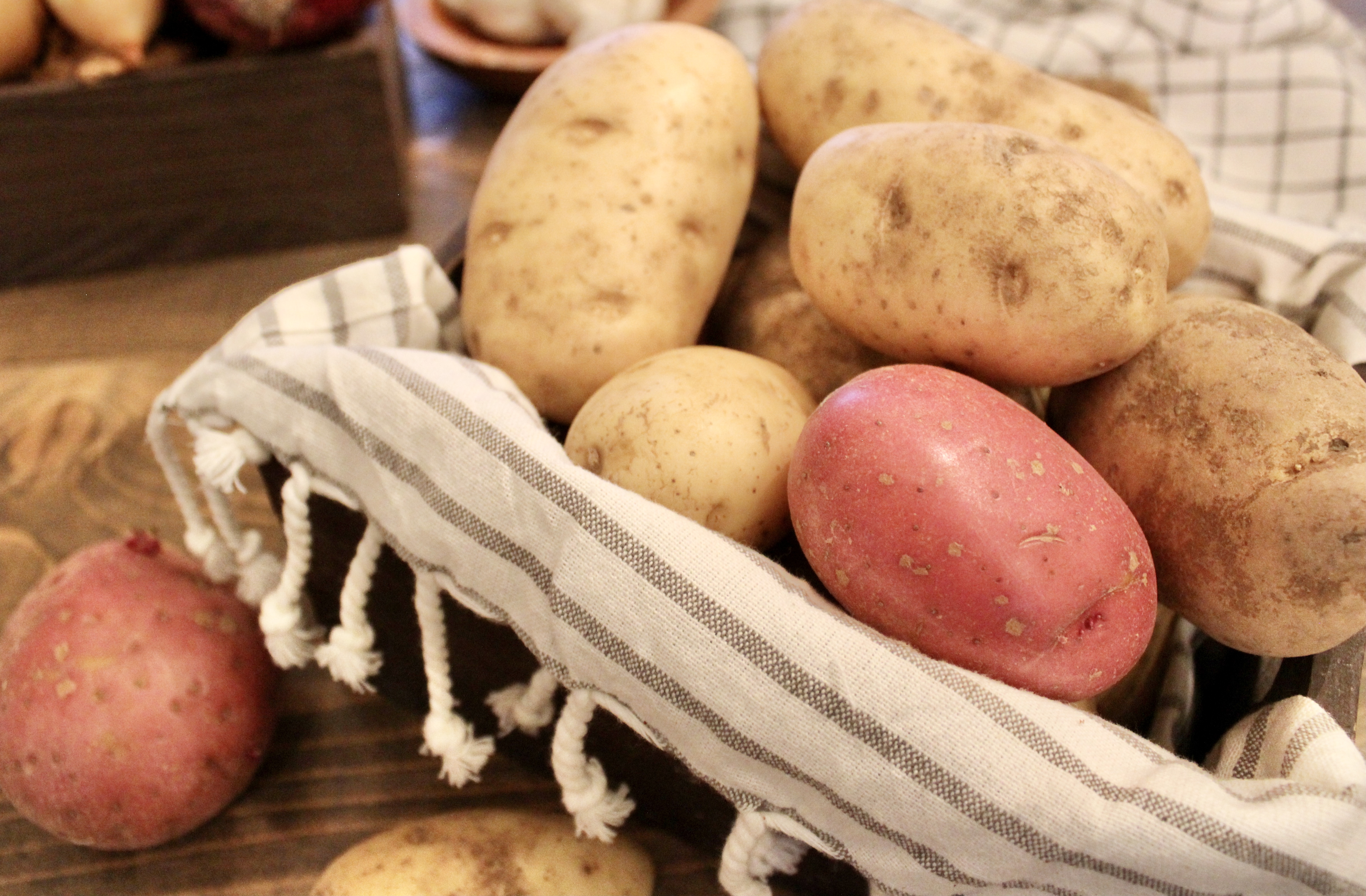 freshly harvested potatoes in a basket