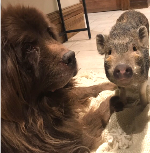 Brown newfoundland dog and mini pig