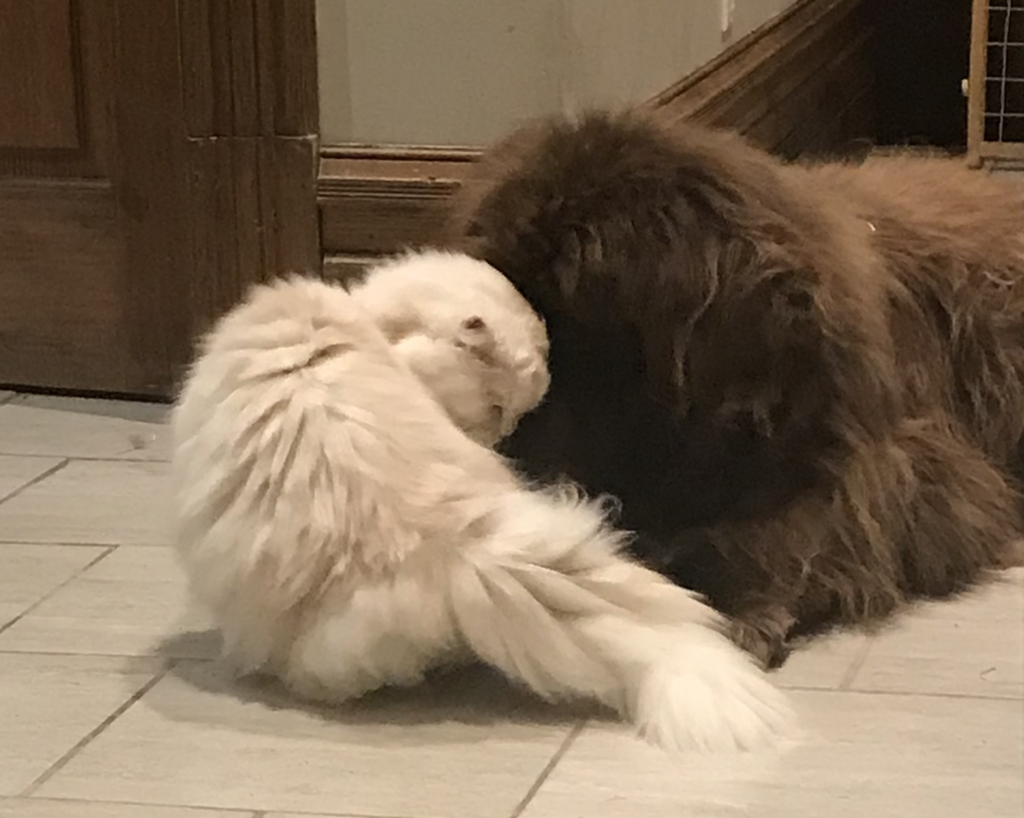 Brown Newfoundland Dog and fluffy white cat