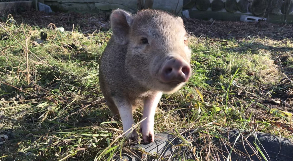 10 Things To Consider Before Adopting A Mini Pig Nixon Farm   Mick Interview With VF 1024x565 