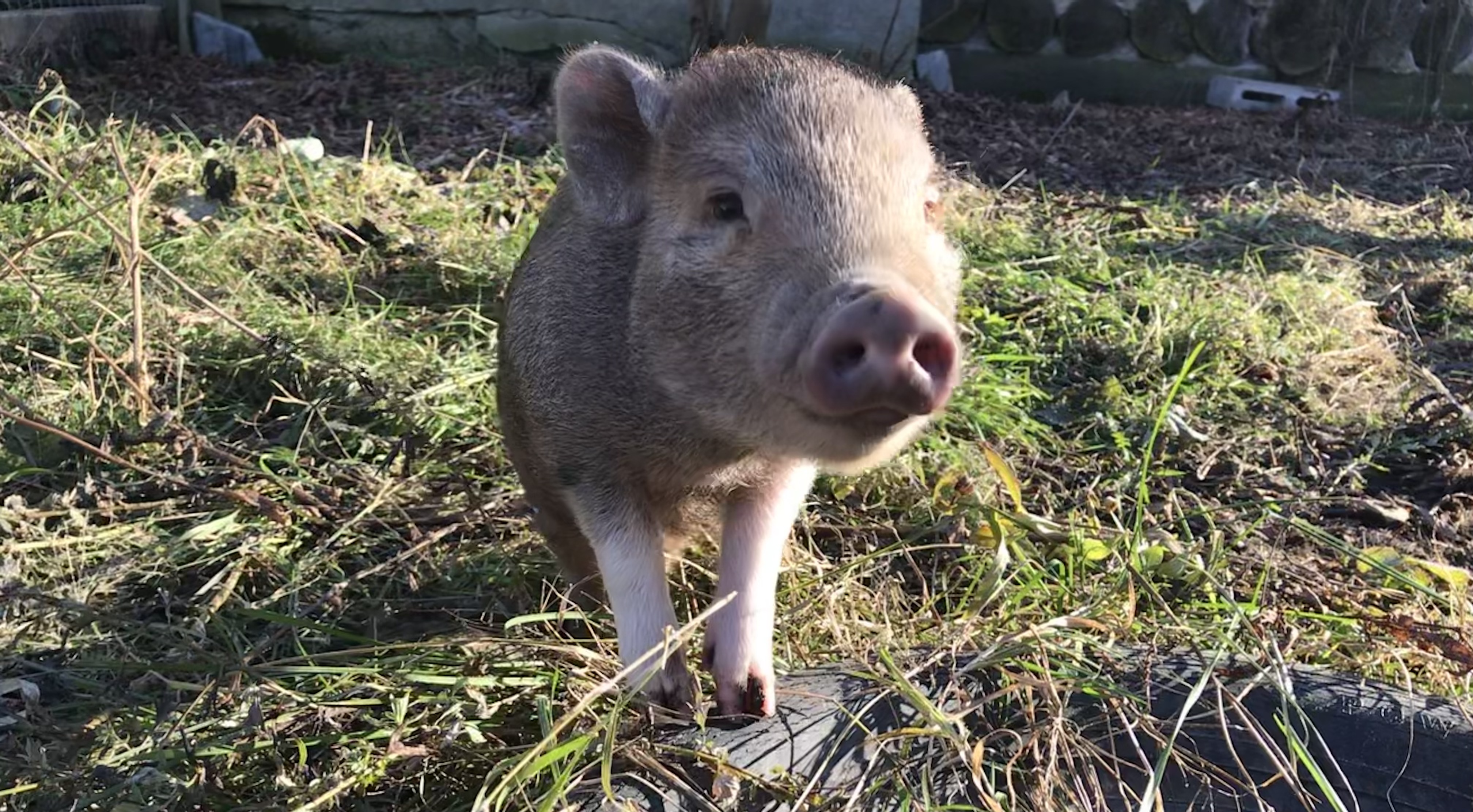 10 Things To Consider Before Adopting a Mini Pig