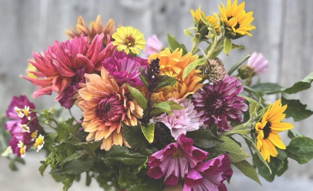 Ottawa flower farm, local flowers Ottawa, Richmond Ontario flowers, flower CSA Ottawa
weekly flower subscription Ottawa, Ottawa farmer florist. 